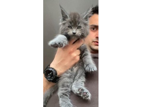Xxxl maine coon erkek yavrular (yurt dışı şecereli dereceli)