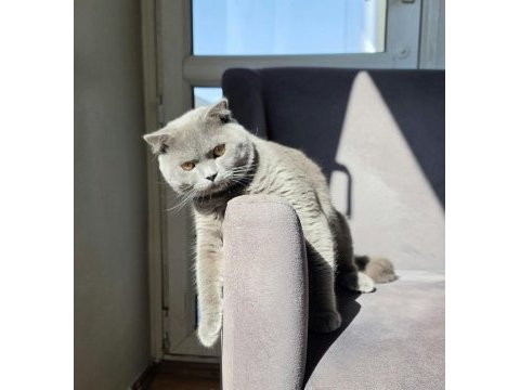 Uysal aşılı çipli kedimiz
