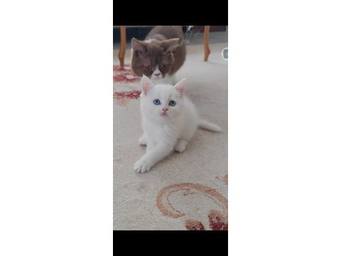 British shorthair kedisi beyaz