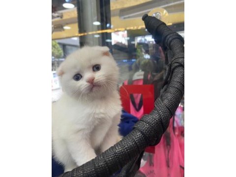 British shorthair yavru kedimiz