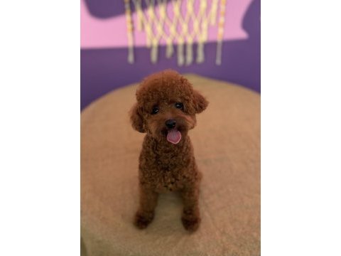 Yakışıklı toy poodle eş arıyor