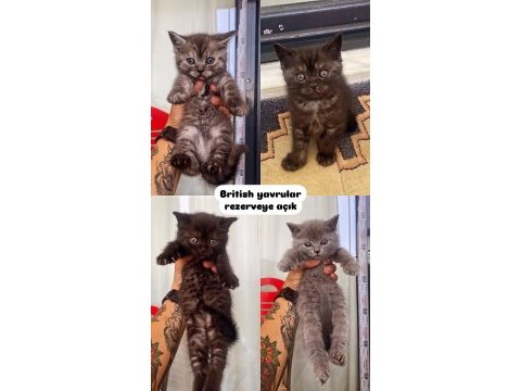 2 aylık british güzellikler