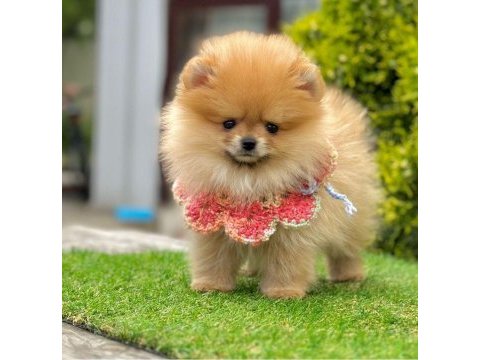 Sevimli pomeranian boo yavrularımız