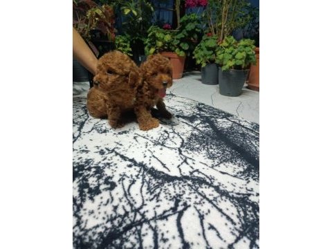 Dark brown toy poodle yavrular