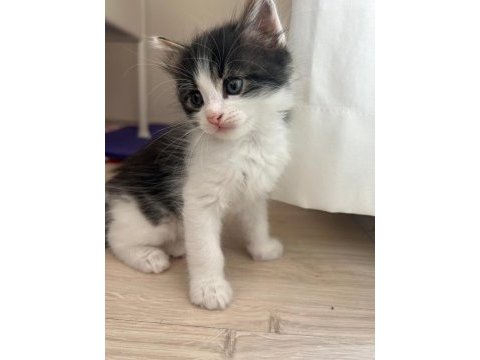 1,5 aylık erkek yavru kedimiz ailesini arıyor