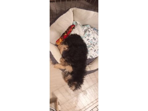 Yorkshire terrier oğlumuz max