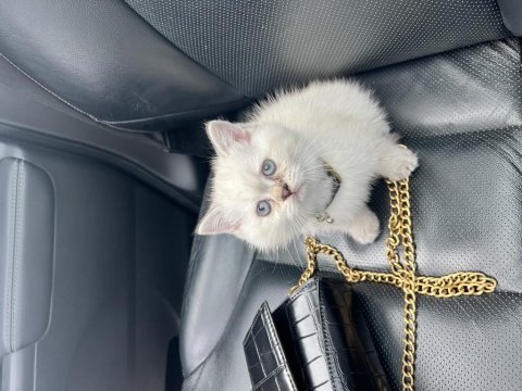 Safkan dişi british shorthair yavrumuz
