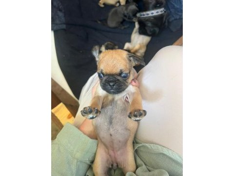 Pug yavrular 7 tane