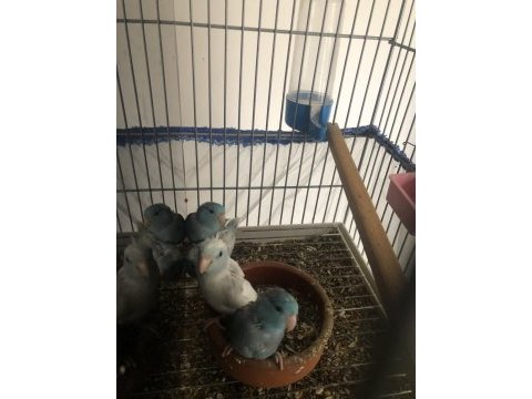 Büyümekte olan kuşlar yeni yuvasını arıyor