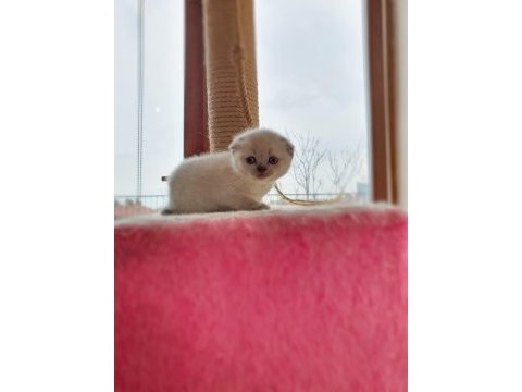 Scottish fold dişi kedimiz