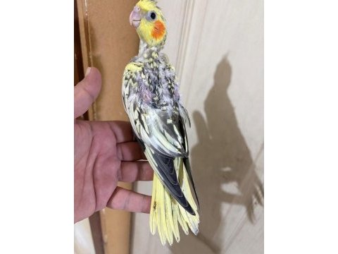 44 günlük harika sultan papağanı bebek