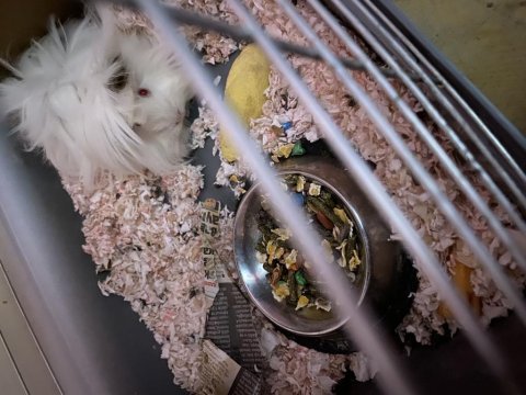 Guinea pig