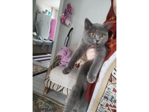 British shorthair 5 aylık sahiplendirme