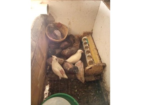 Çatalca bıldırcın ve döllü yumurta sahiplendirme