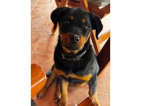 13 aylık dişi rottweiler