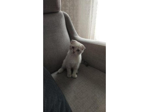 Üç aylık scottish fold miniğimize kalıcı yuva