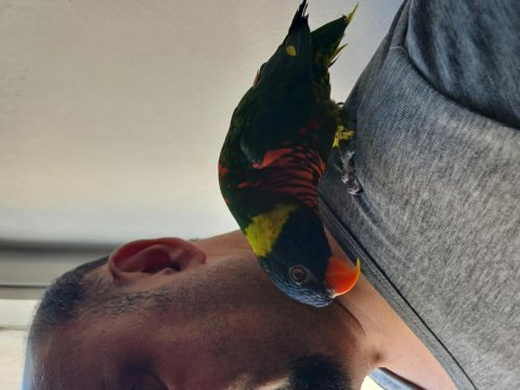Lori papağanı daha 1 yaşında