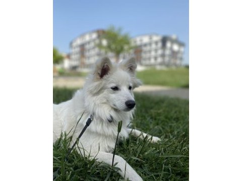 Japon spitz kalıcı yuva