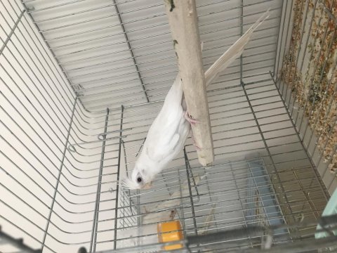 Tecrübeli damızlık erkek albino sultan papağanı
