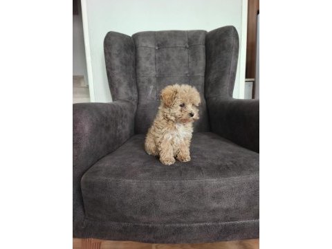 Maltipoo yavruları