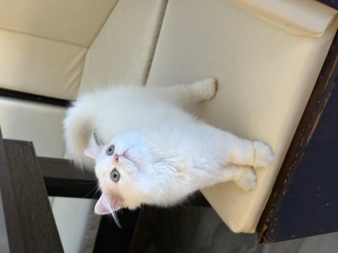 Güzeller güzeli iran kedimiz yeni yuvasını bekliyor