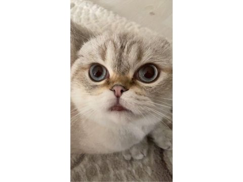 Scottish fold kedimiz