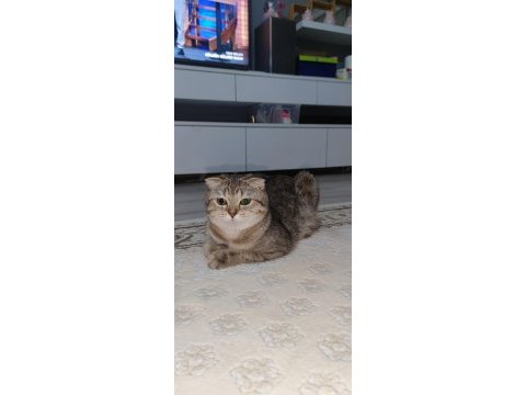 Ücretsiz scottish fold