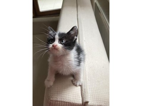 Oyun delisi minik tombik bebek kedimiz