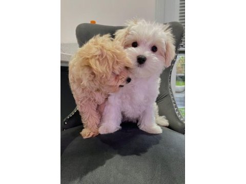 Renk renk maltipoo bebekler