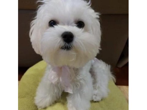 0 numara kore maltese