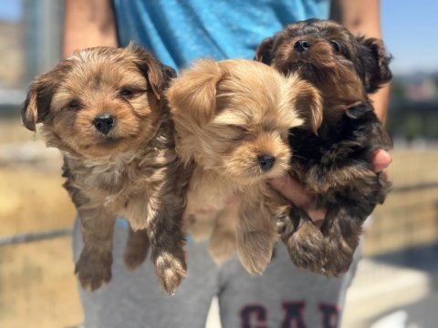 Show kalite tea cup morkie yavrular ziyarete açık