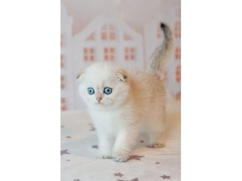 Yılbaşı hediyeniz silver scottish fold 