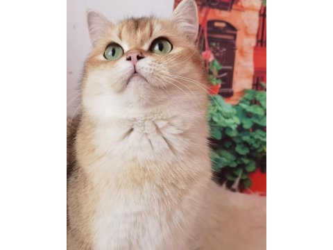 British longhair ve shorthair yavrular