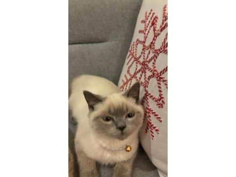 3.5 aylık erkek kedimiz