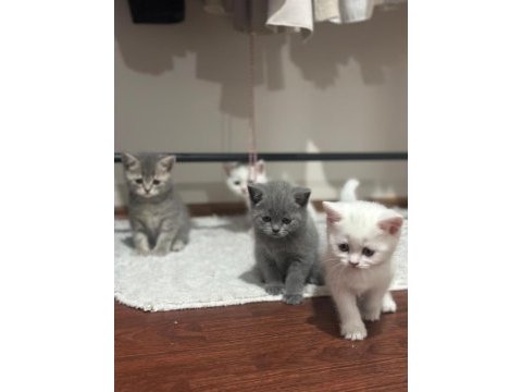 British shorthair beyaz iyi bir aileye vermek istiyoruz