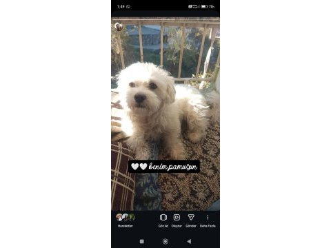 Ücretsiz sahiplendirme köpeğimiz
