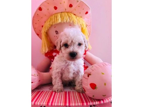 Orijinal maltipoo yavru