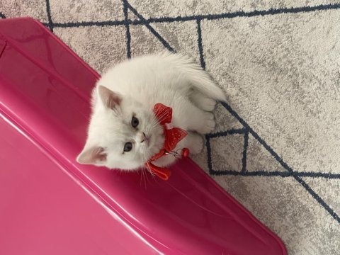 2 aylık tüm eşyaları dahil kedimiz