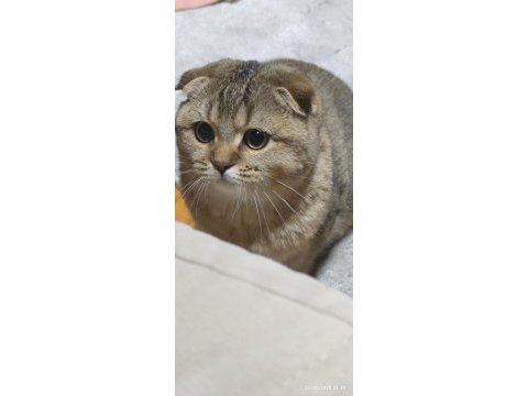 Scottish fold exotic oğlum