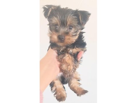Orjinal yorkshire terrier mini minnacıklar