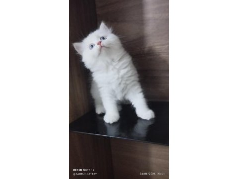 Pamuk şeker british kedimiz