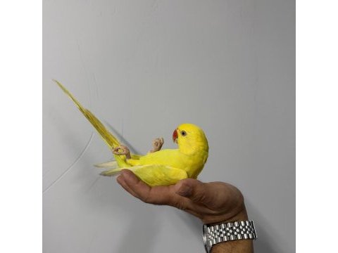 Sarı mutasyon yavru pakistan