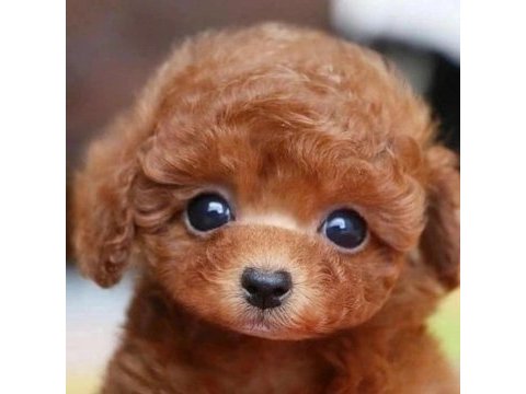 Safkan ve ırk garantili poodle yavrularımız