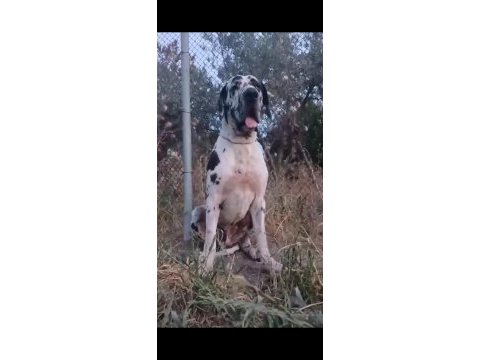 Erkek danua a kalite