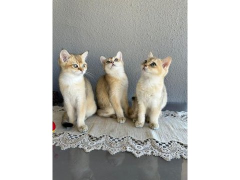 Secereli british shorthair ny11