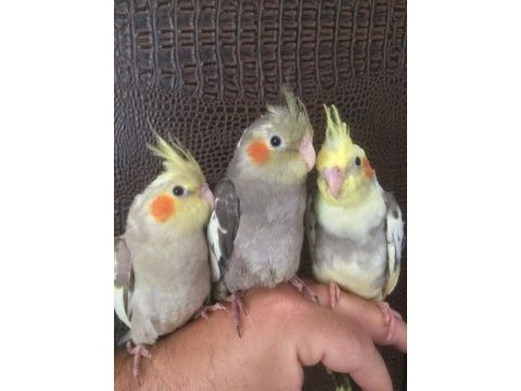 55 günlük üst düzey yeme düşen yavru sultan papağanlar