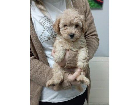 Mükemmel kalite maltipoo yavrumuz