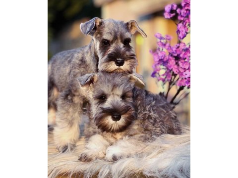 Fcı şecereli miniature schnauzer