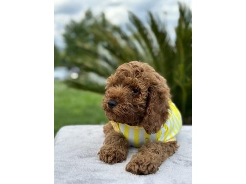 Kıvırcık toy poodle dünyası