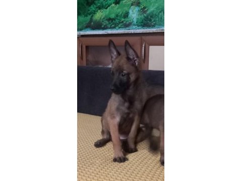 Bursadan a kalite malinois yavrular